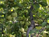 Verslinis obuolių sodas ir „sodyba”.